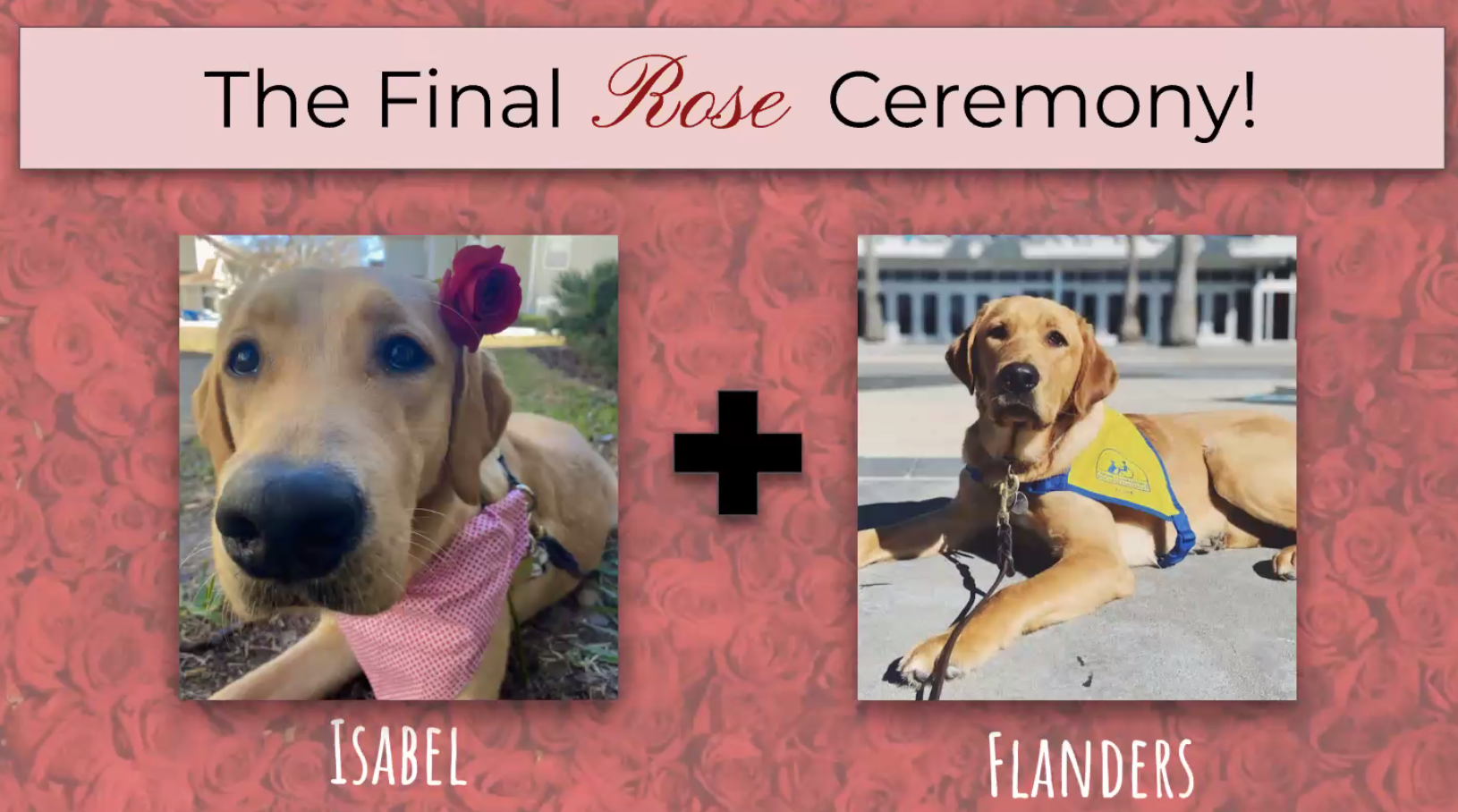 STEP at UCF raises funds for service dog training through "The Puppy Bachelor"